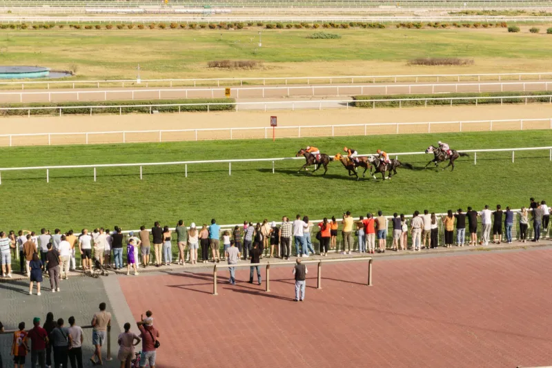 Bred on the Punt: Do Aussies Actually Read Casino Odds Better Than Anyone Else?